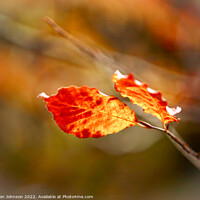 Buy canvas prints of A close up of a flower by Simon Johnson