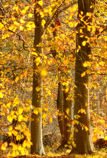 sunlit Autumnal Woodland  Picture Board by Simon Johnson
