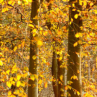 Buy canvas prints of sunlit Autumnal Woodland  by Simon Johnson