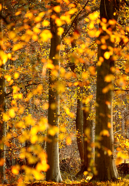 sunlit autumnal trees Picture Board by Simon Johnson