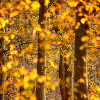 Buy canvas prints of sunlit autumnal trees by Simon Johnson
