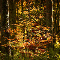 Buy canvas prints of sunlit woodland  by Simon Johnson