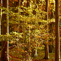 Buy canvas prints of Autumnal woodland  by Simon Johnson