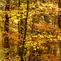 Buy canvas prints of Autumn woodland  by Simon Johnson