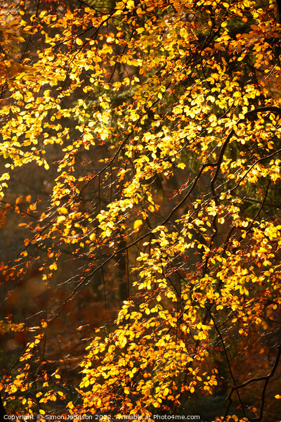 Sunlit autumn leaves Picture Board by Simon Johnson