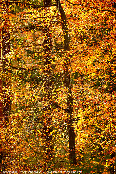 Autumn Glory  Picture Board by Simon Johnson