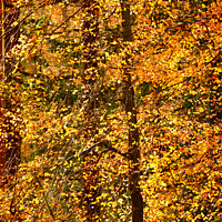 Buy canvas prints of Autumn Glory  by Simon Johnson