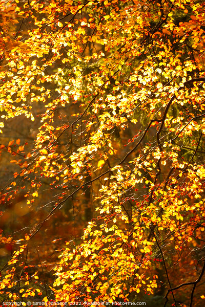 sunlit autumn leaves Picture Board by Simon Johnson