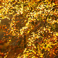 Buy canvas prints of sunlit autumn leaves by Simon Johnson