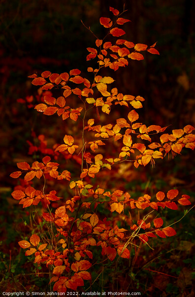 Autumnal Beech leaves Picture Board by Simon Johnson