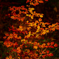 Buy canvas prints of Autumnal Beech leaves by Simon Johnson