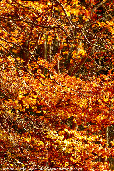 Golden leaves,naked branches Picture Board by Simon Johnson