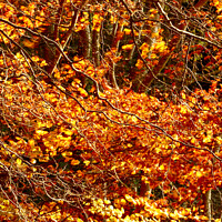 Buy canvas prints of Golden leaves,naked branches by Simon Johnson