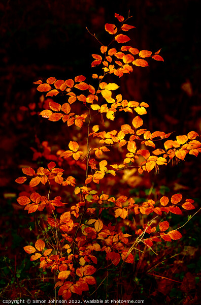 sunlit autumnal beech leaves  Picture Board by Simon Johnson