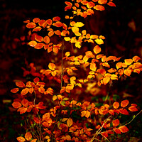 Buy canvas prints of sunlit autumnal beech leaves  by Simon Johnson