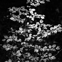 Buy canvas prints of sunlit leaves in monochrome  by Simon Johnson