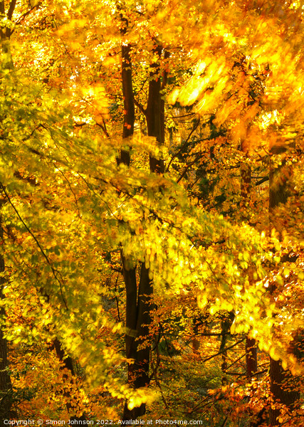 wind blown autumn woodland  Picture Board by Simon Johnson