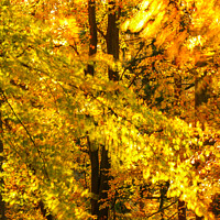 Buy canvas prints of wind blown autumn woodland  by Simon Johnson