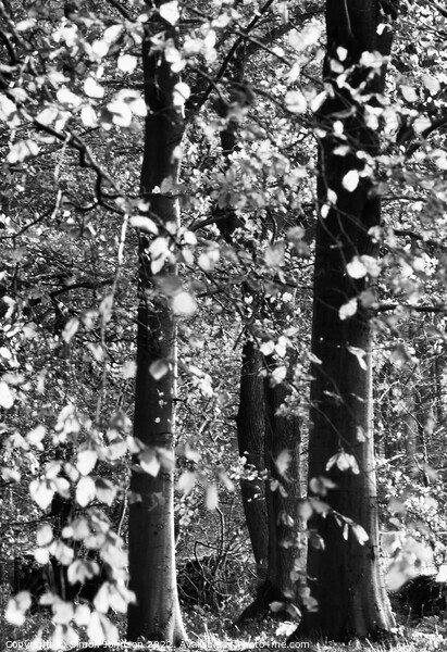 Autumn woodland Picture Board by Simon Johnson