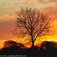 Buy canvas prints of A tree in front of a sunset by Simon Johnson