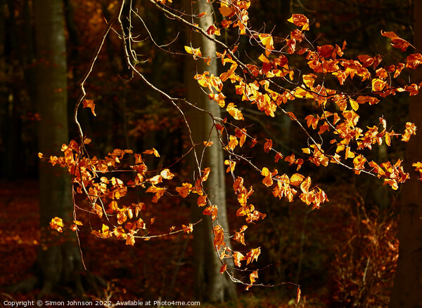 Sunlit beech leaves  Picture Board by Simon Johnson