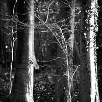 Buy canvas prints of Woodland light in monochrome  by Simon Johnson