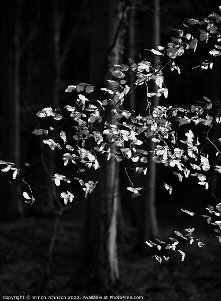 sunlit beech leaves in monochrome  Picture Board by Simon Johnson