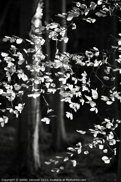 sunlit beech leaves monochrome  Picture Board by Simon Johnson