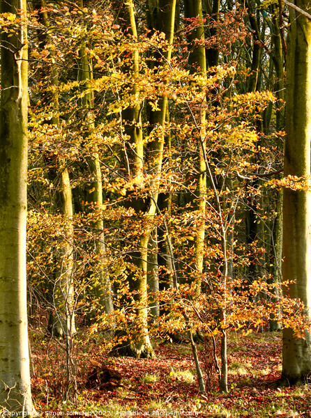 Beech woodland  Picture Board by Simon Johnson