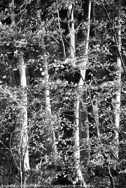 Sunlit woodland in Monochrome Picture Board by Simon Johnson