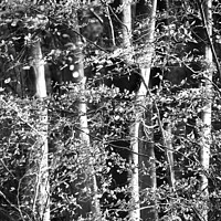 Buy canvas prints of Sunlit woodland in Monochrome by Simon Johnson