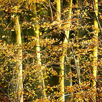 Buy canvas prints of Sunlit woodland by Simon Johnson