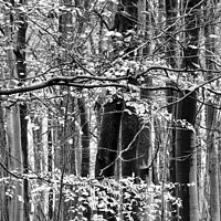 Buy canvas prints of Woodland in monochrome  by Simon Johnson