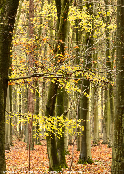 Beech woodland  Picture Board by Simon Johnson