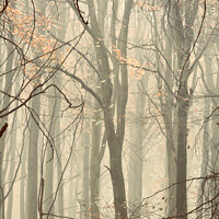 Buy canvas prints of Woodland architecture by Simon Johnson