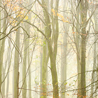Buy canvas prints of Woodland Architecture  by Simon Johnson