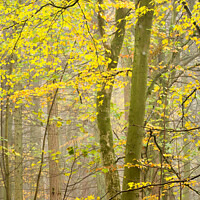 Buy canvas prints of Woodland leaves  by Simon Johnson