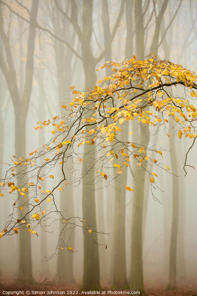 Misty woodland  Picture Board by Simon Johnson