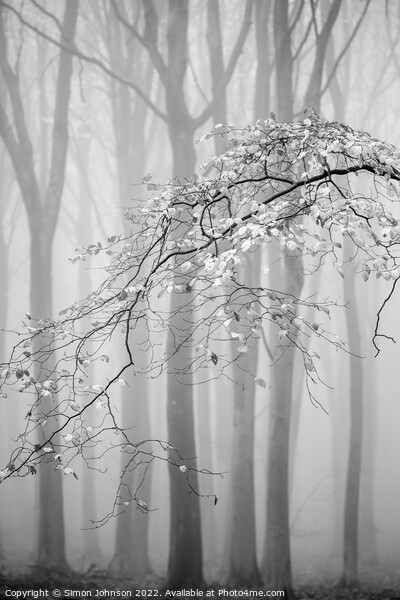Misty woodland Monochrome  Picture Board by Simon Johnson