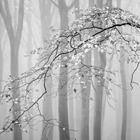 Buy canvas prints of Misty woodland Monochrome  by Simon Johnson