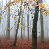 Buy canvas prints of misty woodland  by Simon Johnson