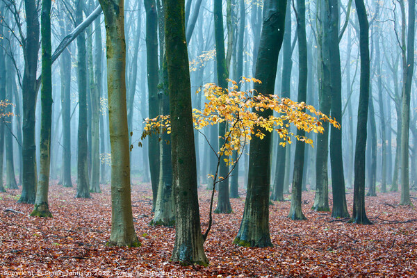 Autumn beech Sapling   Picture Board by Simon Johnson