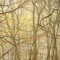 Buy canvas prints of Woodland Architecture  by Simon Johnson