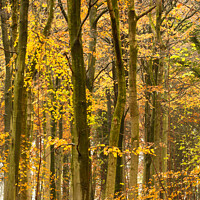 Buy canvas prints of beech woodland in autumn  by Simon Johnson