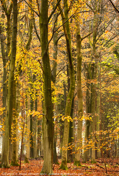 Beech woodland in autumn  Picture Board by Simon Johnson