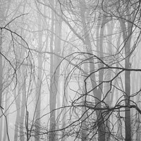 Buy canvas prints of Misty woodland  by Simon Johnson