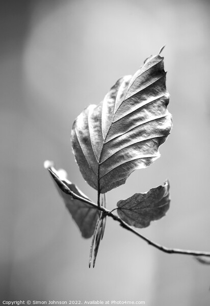 beech leaf in Monochrome  Picture Board by Simon Johnson