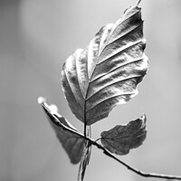 Buy canvas prints of beech leaf in Monochrome  by Simon Johnson
