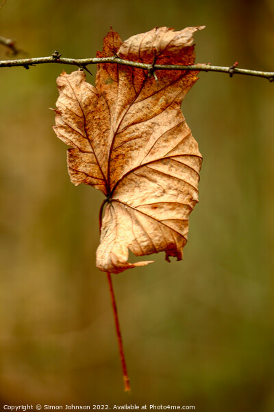 Leaf clinging on Picture Board by Simon Johnson