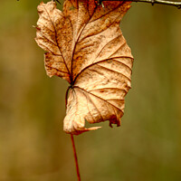 Buy canvas prints of Leaf clinging on by Simon Johnson